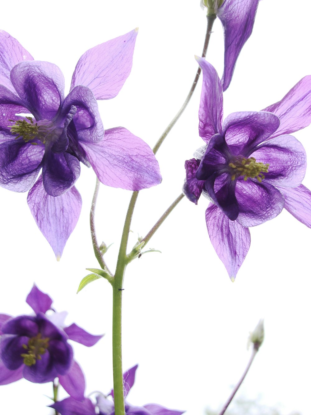 a close up of purple flowers on a white background