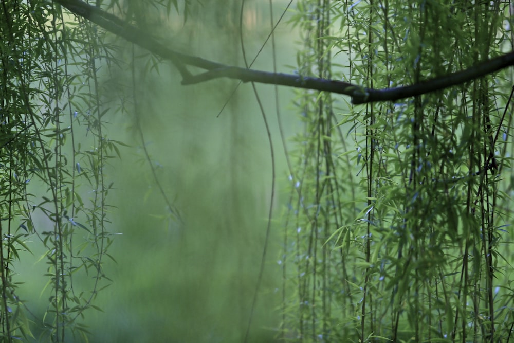 a bird perched on a branch of a tree