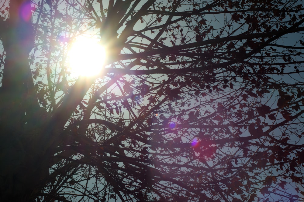die Sonne, die durch die Zweige eines Baumes scheint