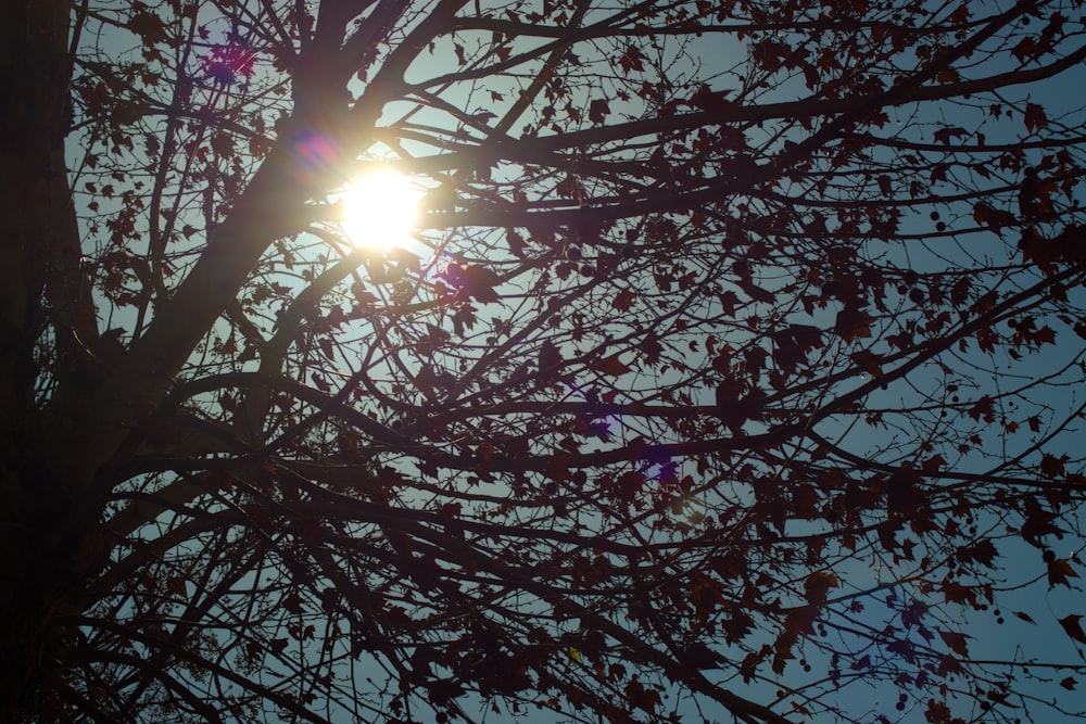 le soleil qui brille à travers les branches d’un arbre