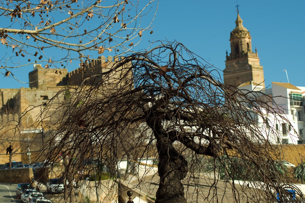 un arbre sans feuilles devant un château