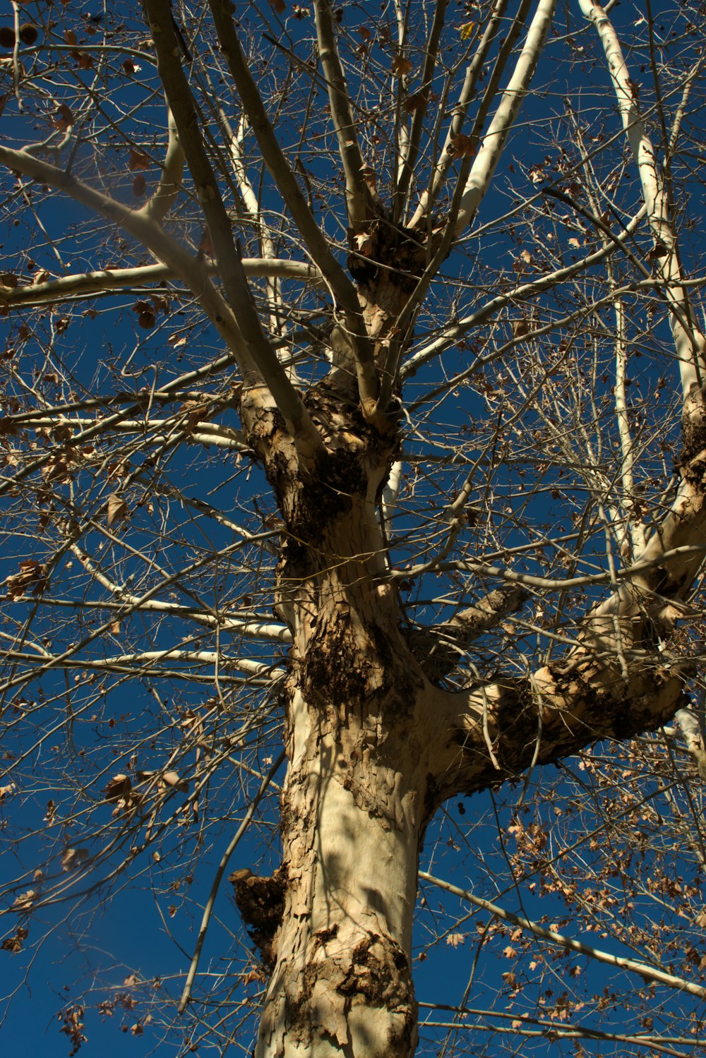 a tree with no leaves and a blue sky in the background