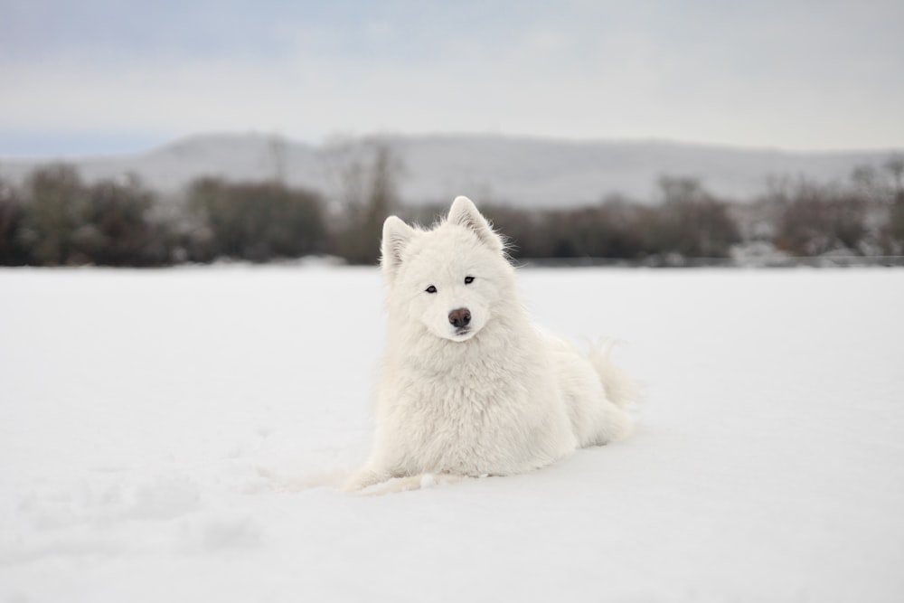 白い犬が雪の中に横たわっている