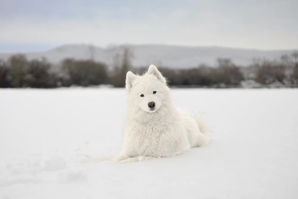 Samoyed, photo 3