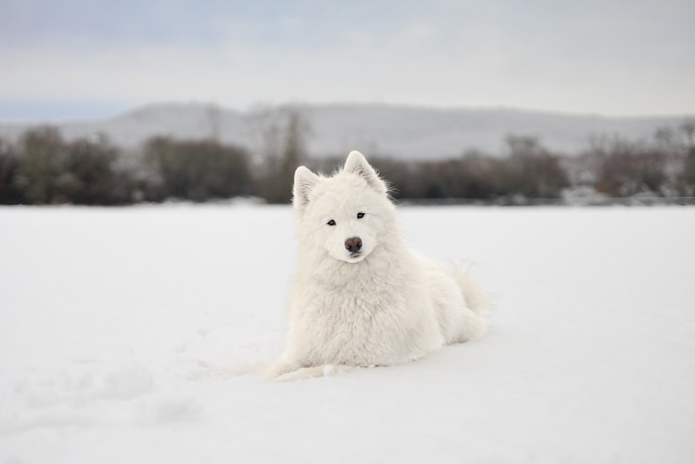 a white dog is laying in the snow