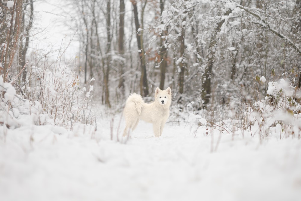 a white dog standing in a snowy forest