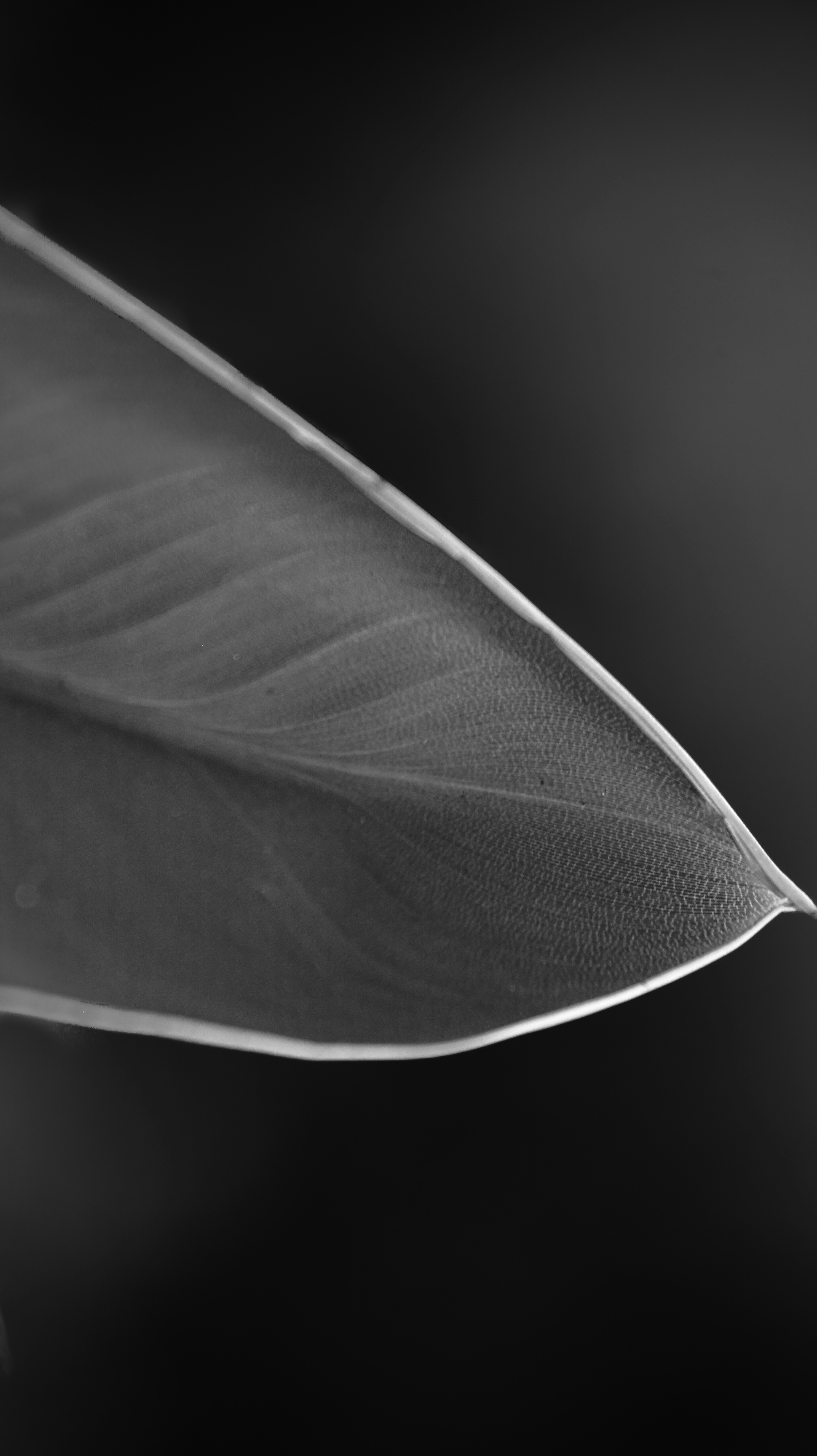 Photo by stevecameup