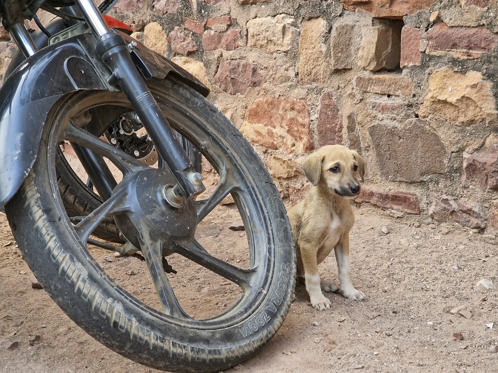 a dog standing next to a motorcycle tire