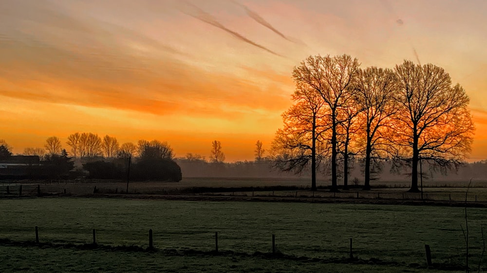 a field with trees and a fence in the foreground