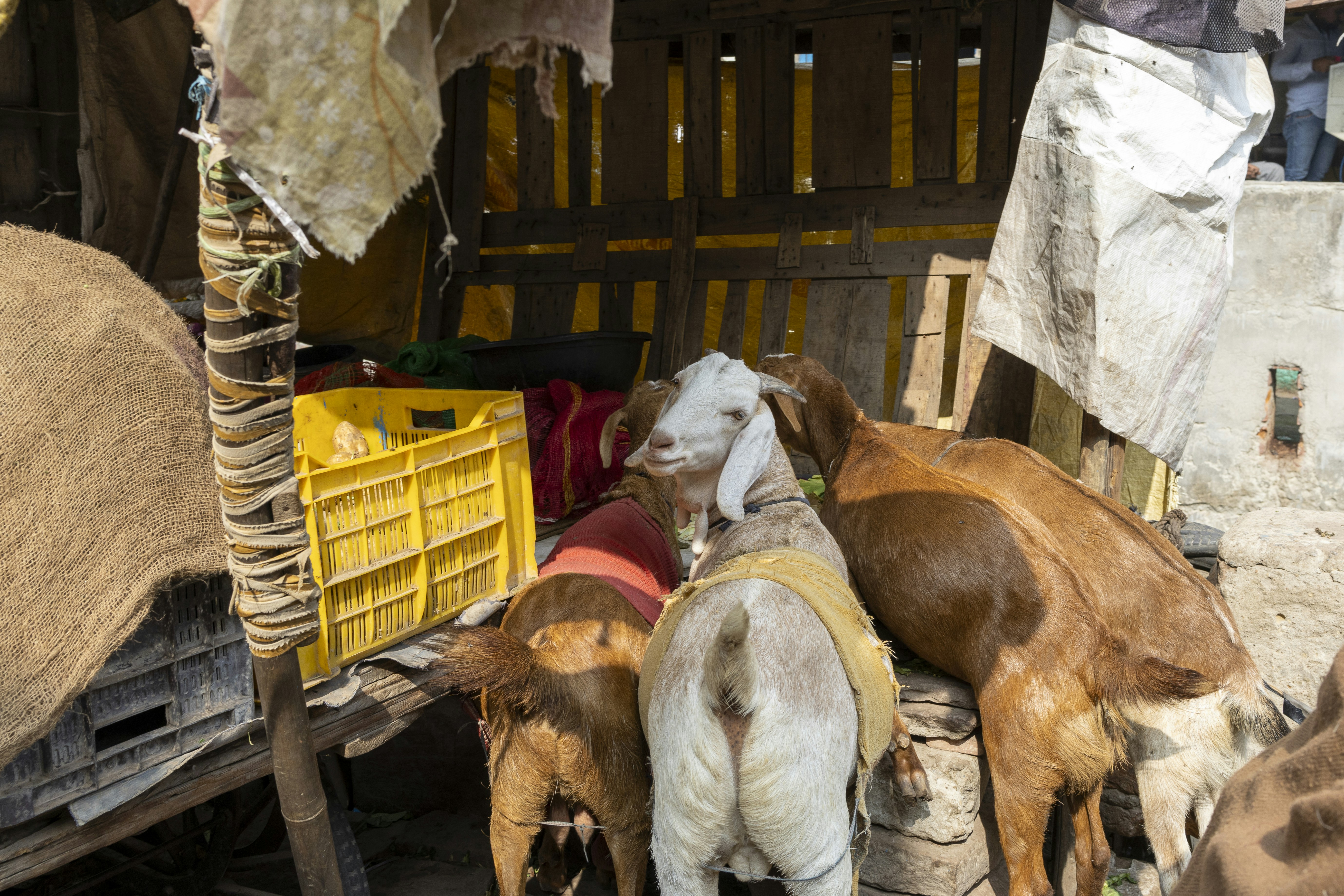 Goats on the market in the city of Agra India