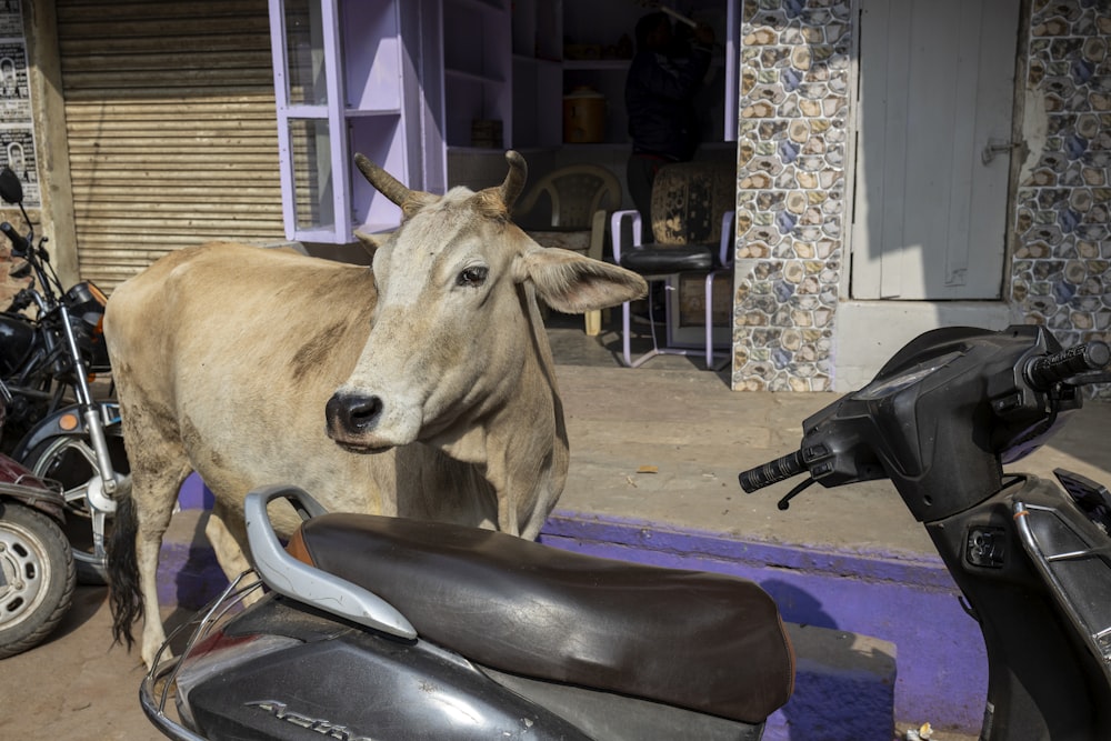 a brown cow standing next to a motorcycle
