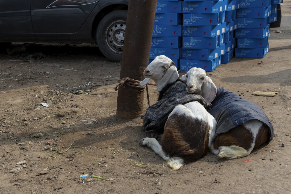 a couple of goats laying on top of a dirt ground