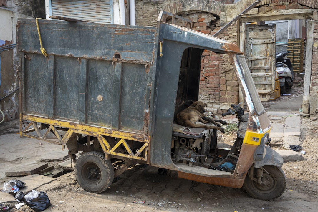 a dog laying in the back of a truck,
