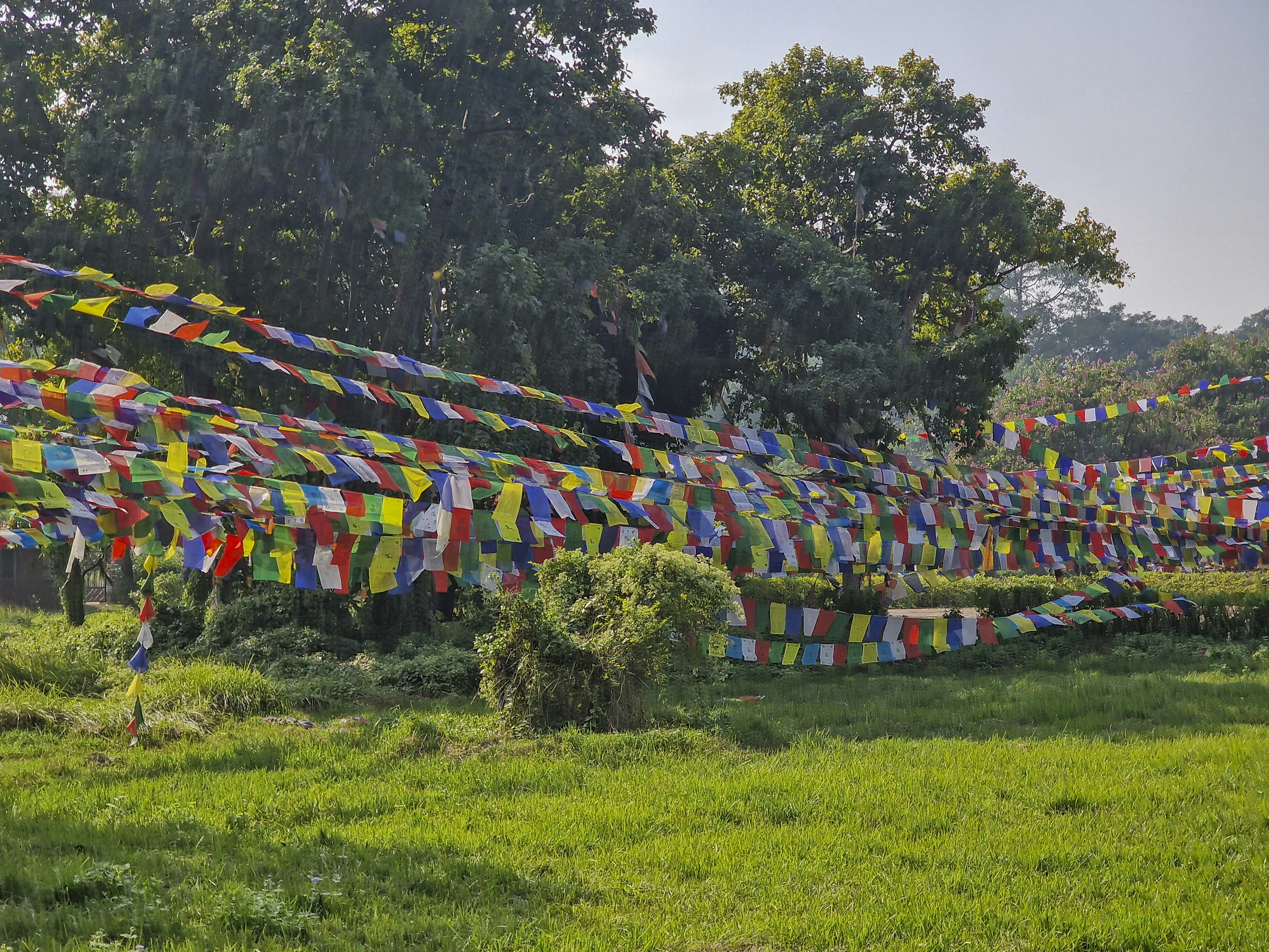 a bunch of colorful flags hanging in a field, 