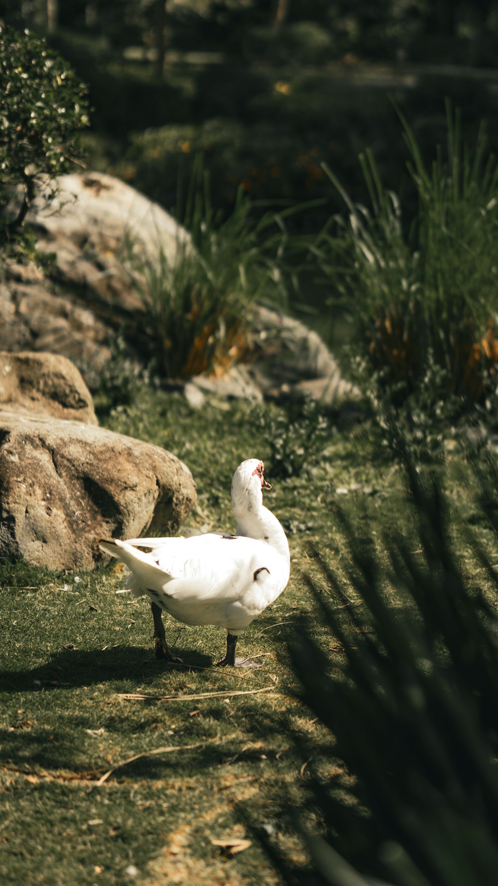 a white duck standing on top of a lush green field