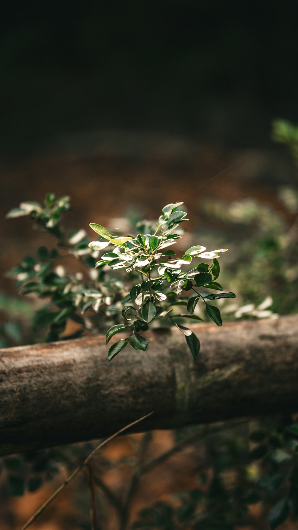 a close up of a branch with leaves on it