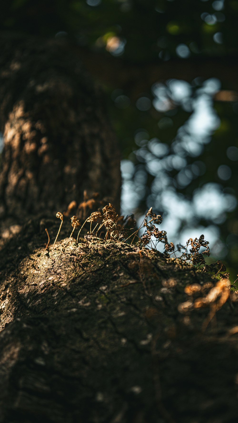 a close up of a tree trunk with small plants growing on it