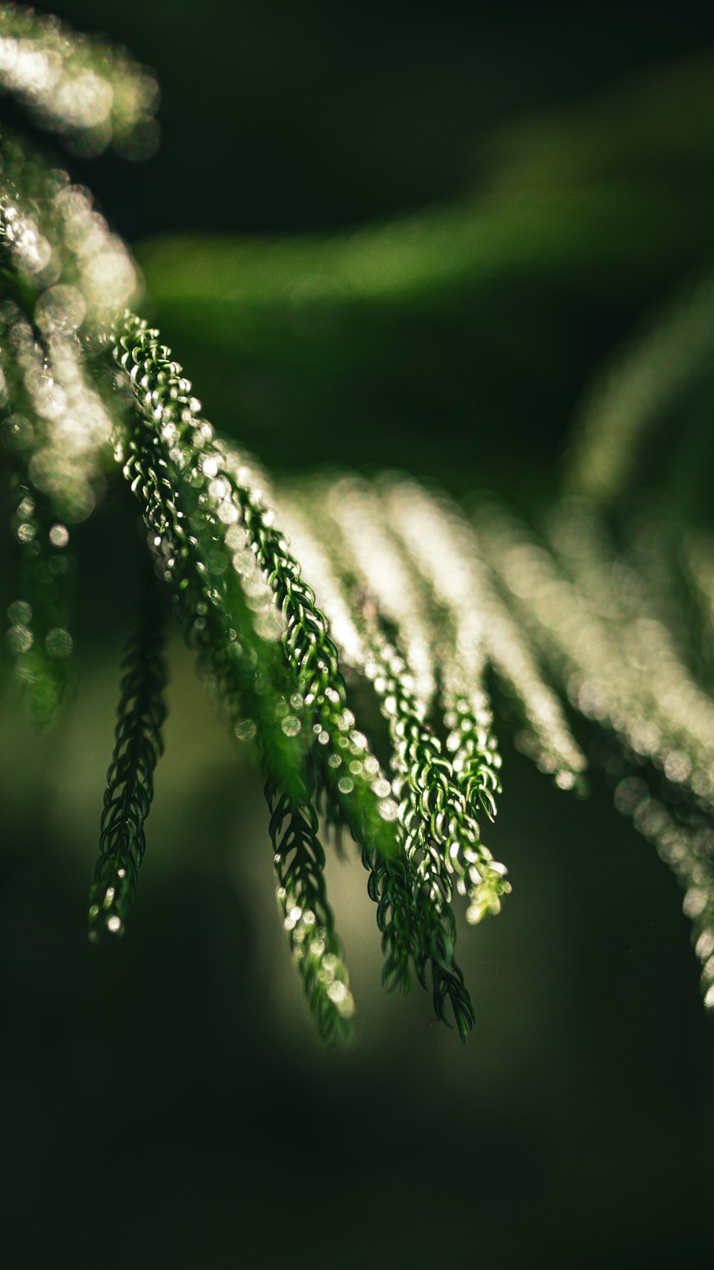 a close up of a green plant with drops of water on it
