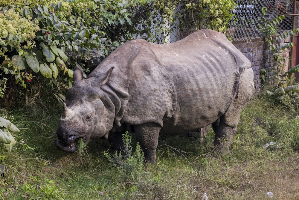 a rhinoceros standing in the grass next to a fence
