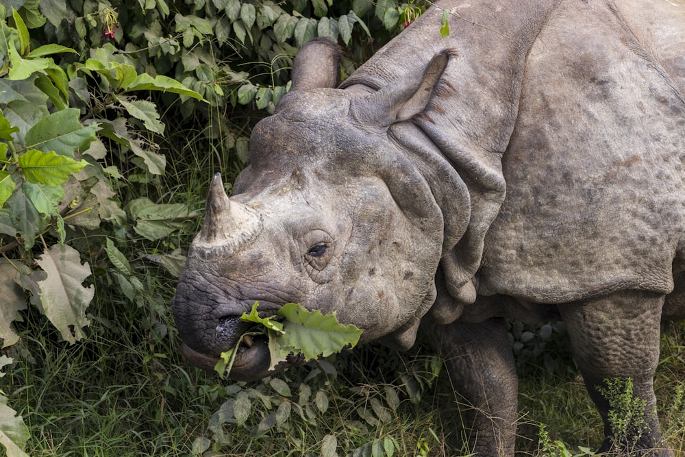 a rhinoceros eating leaves from a bush