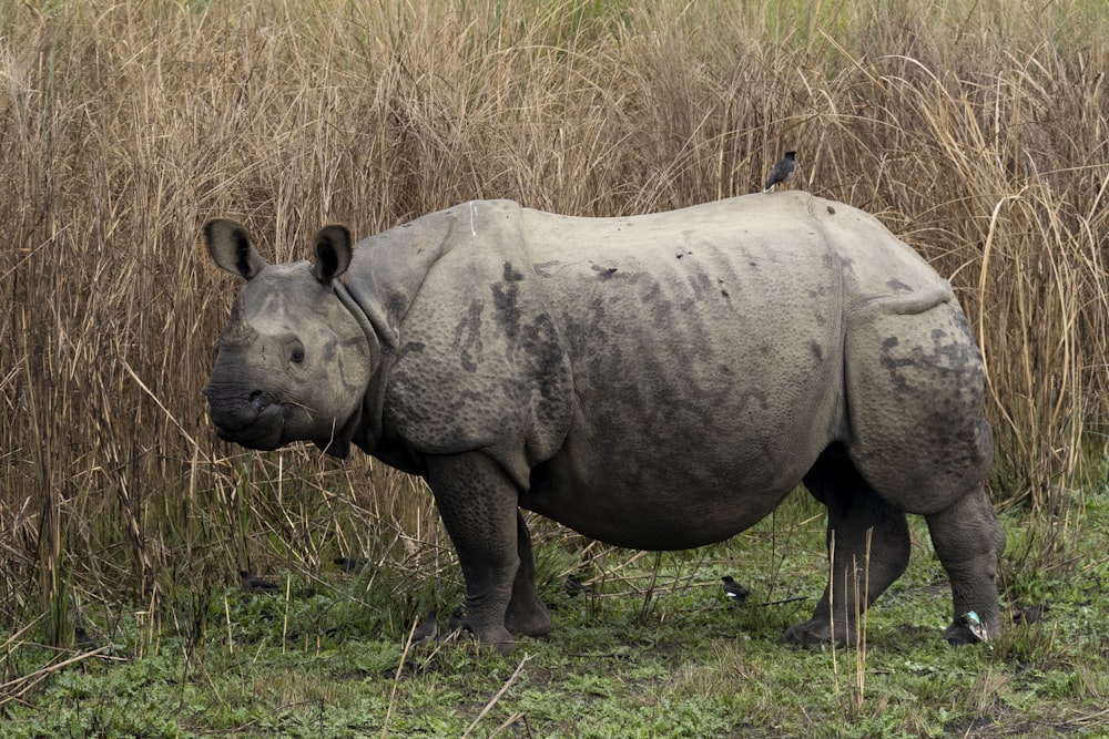 a rhinoceros standing in a field of tall grass