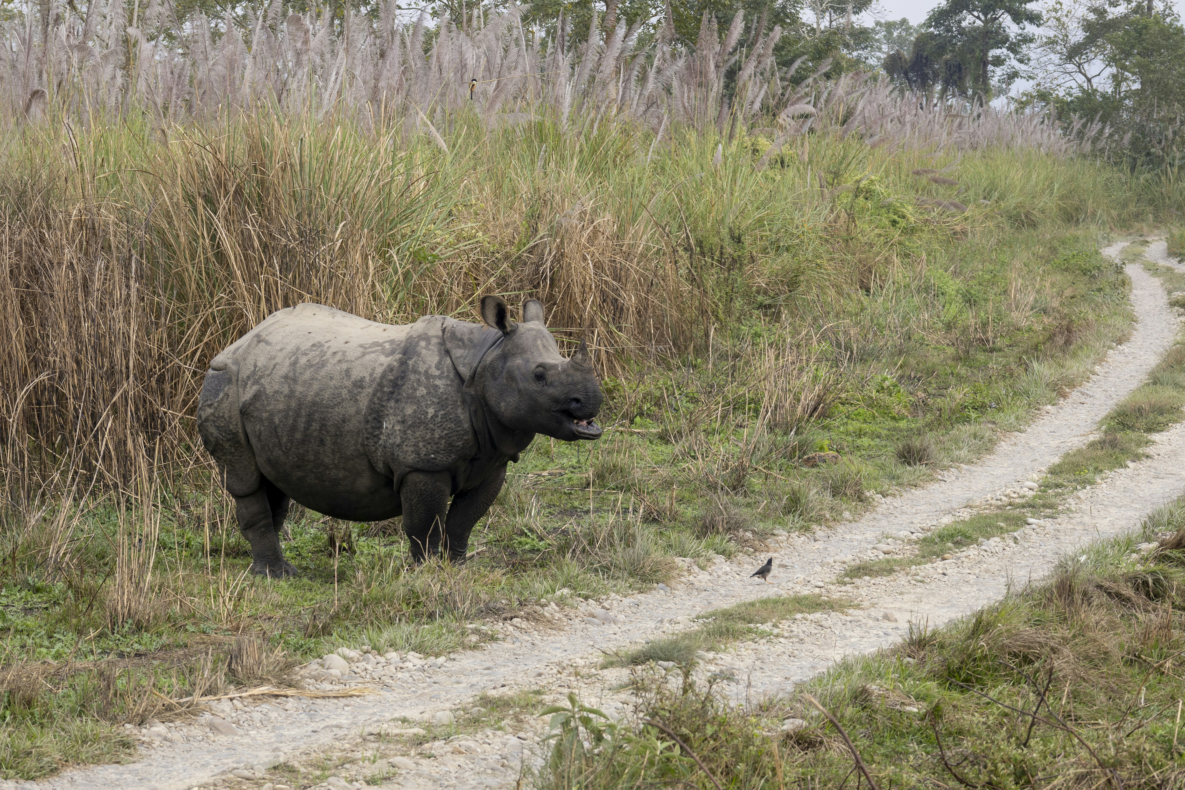 a rhino standing on a dirt road next to tall grass