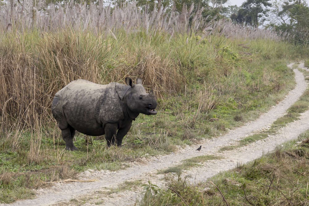 a rhino standing on a dirt road next to tall grass