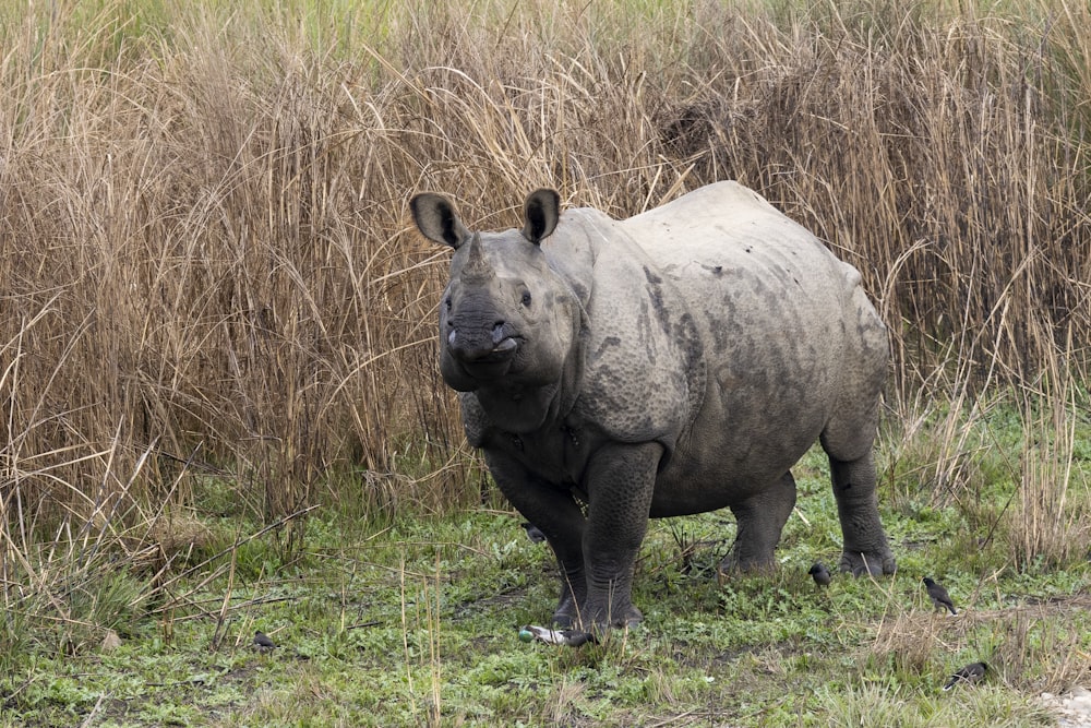 a rhinoceros standing in a field of tall grass