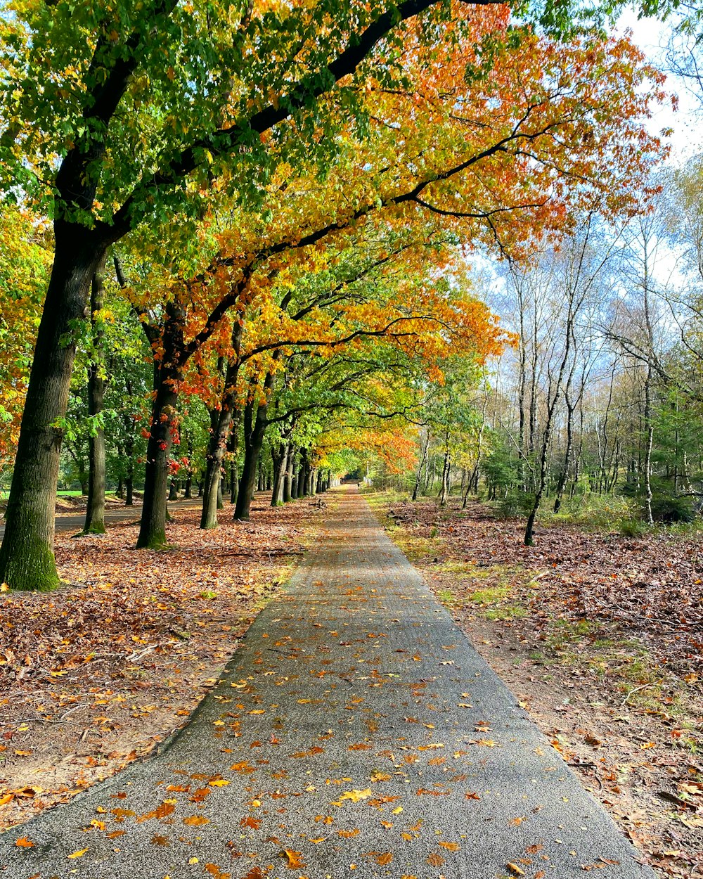 a path in a park lined with trees and leaves