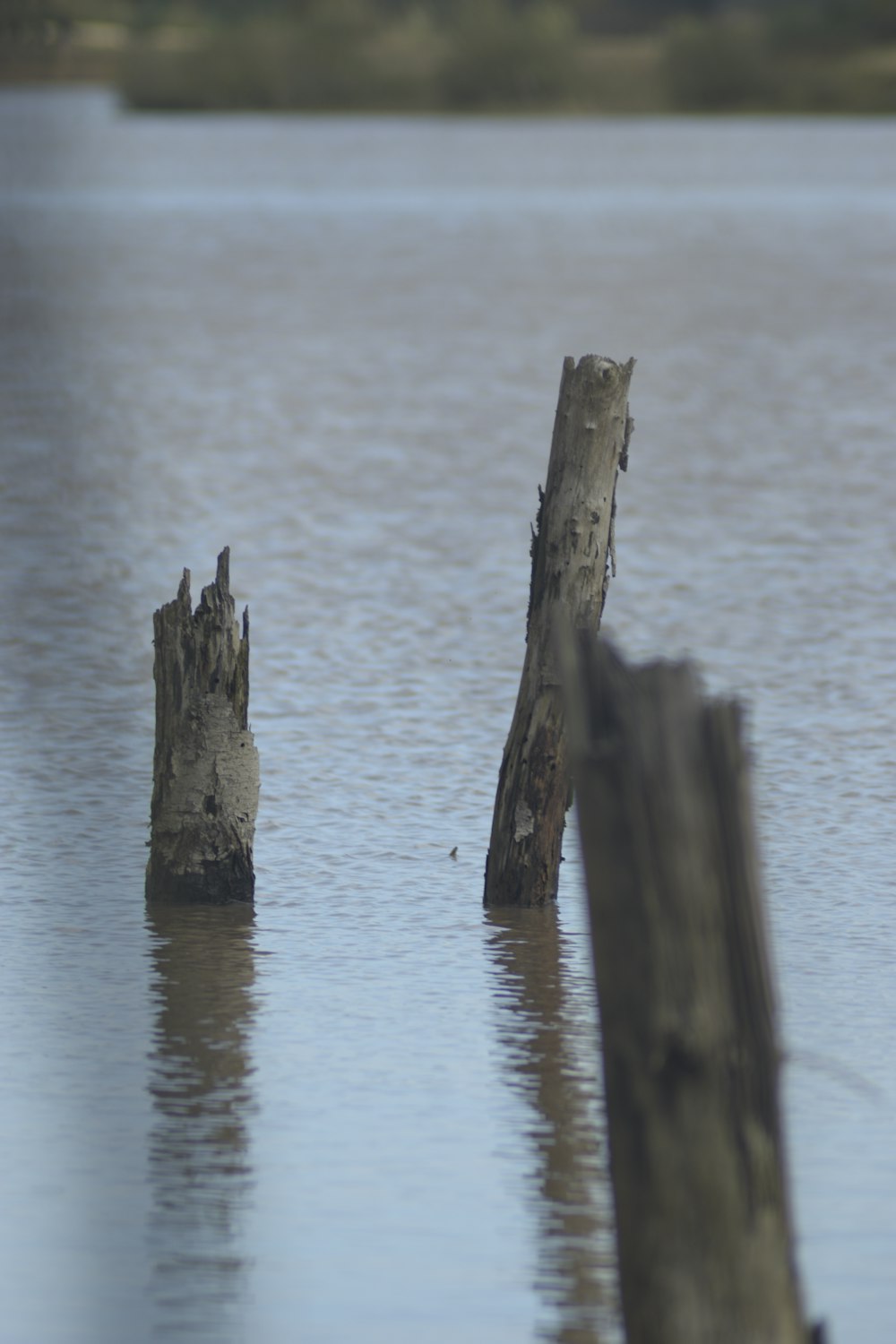 a bird is sitting on a tree stump in the water