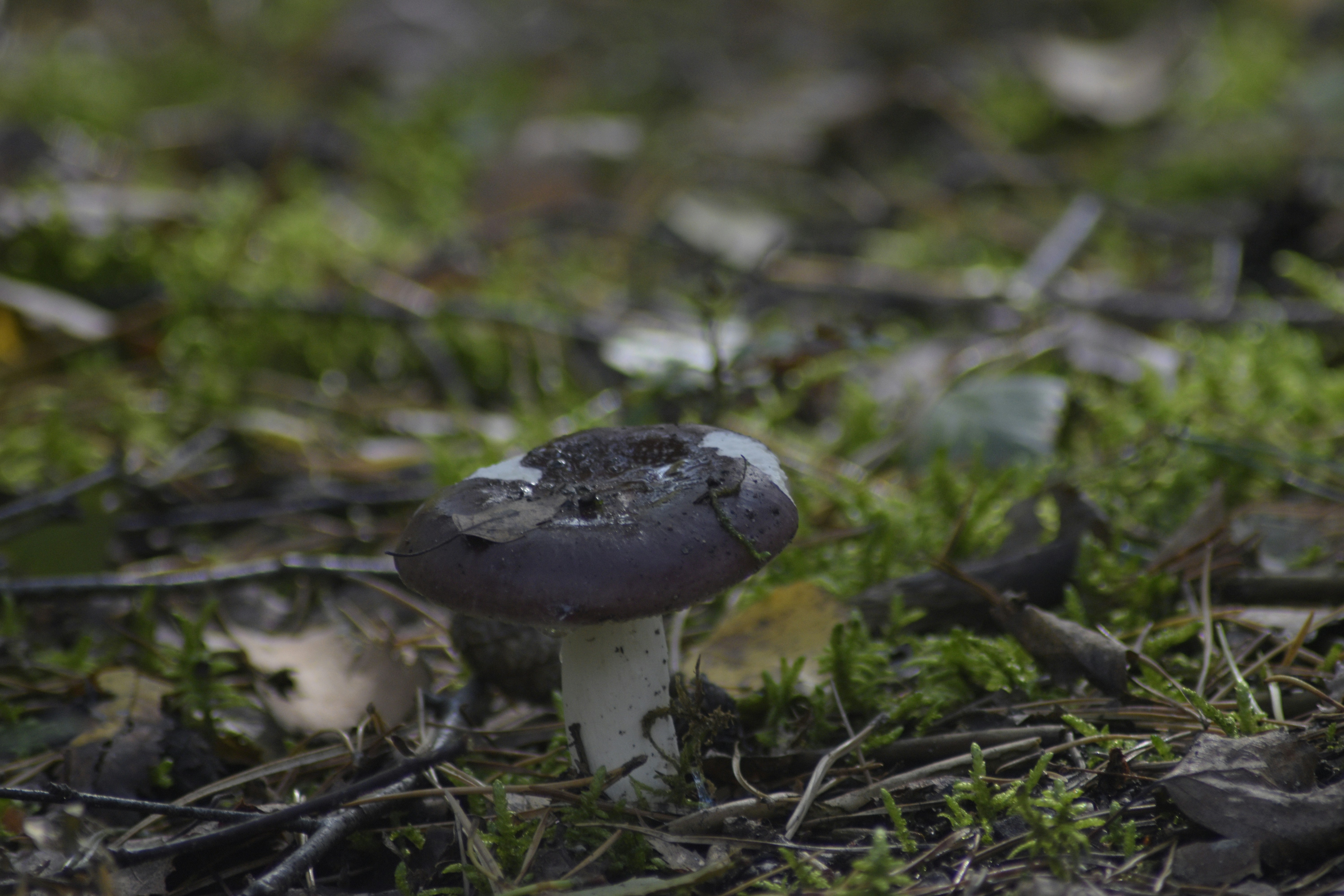 a mushroom sitting on the ground in the grass 풍경 사진