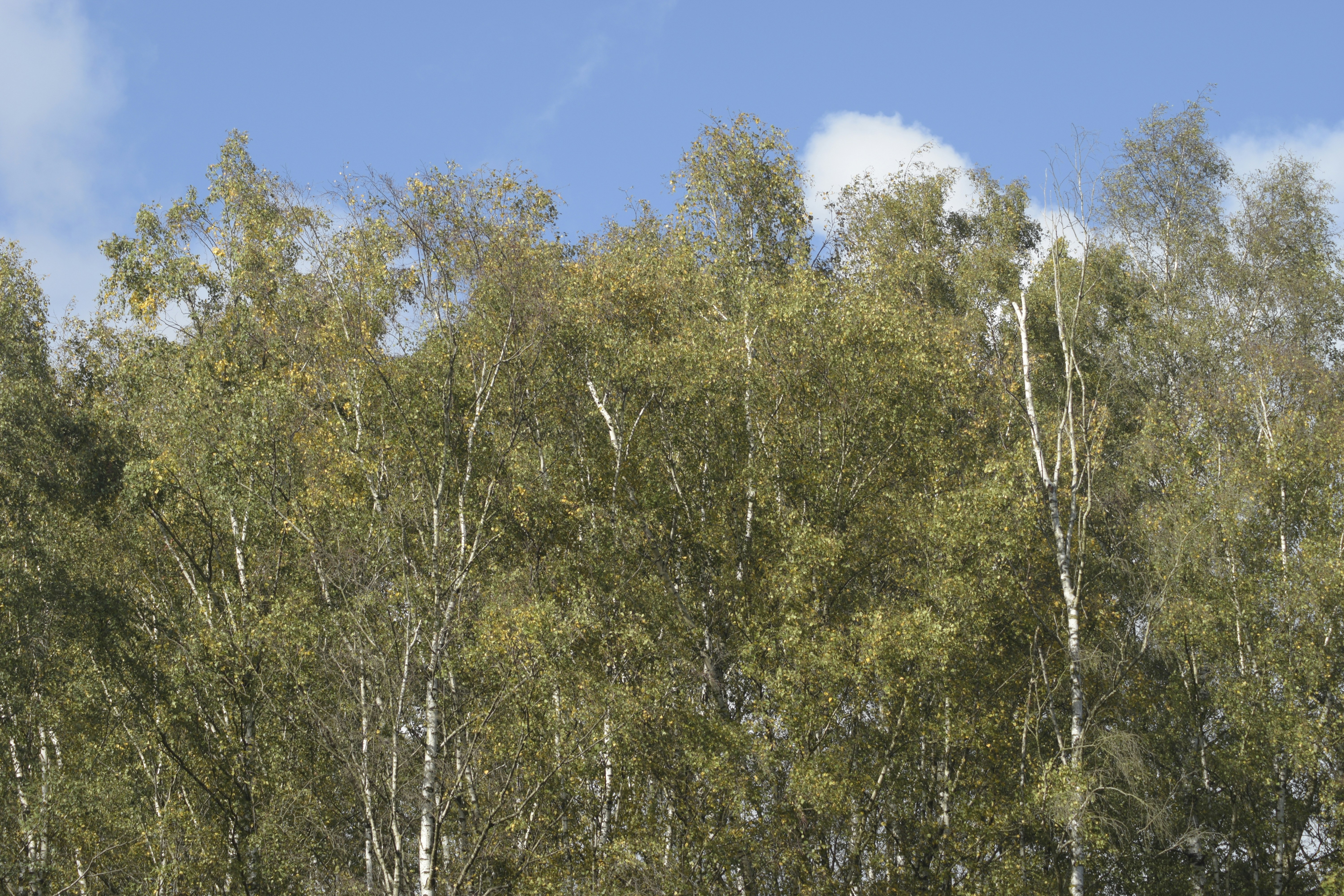 a group of tall trees with green leaves 풍경 사진