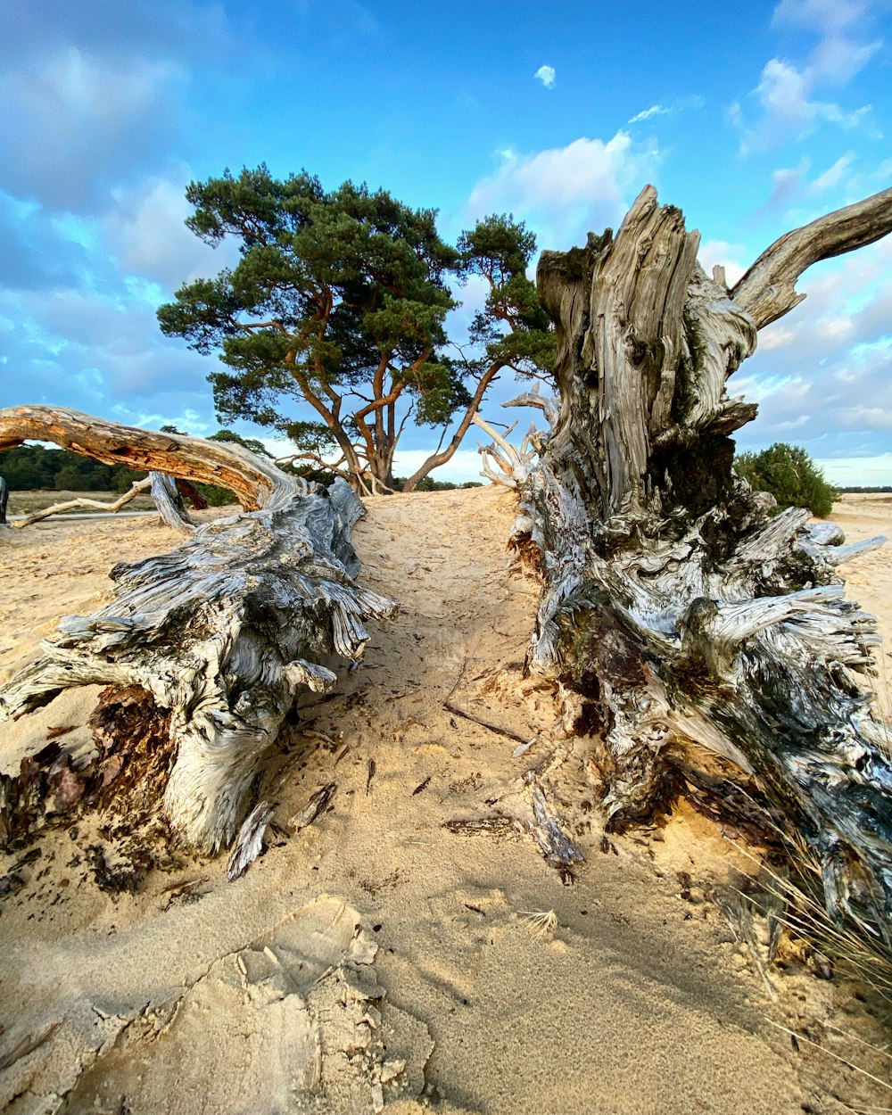 a tree that is sitting in the sand