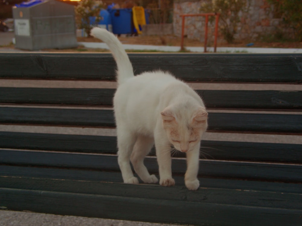 a white cat standing on top of a wooden bench