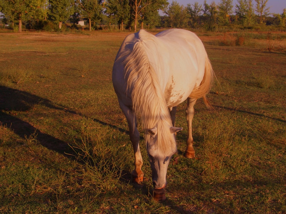 a white horse grazing in a grassy field