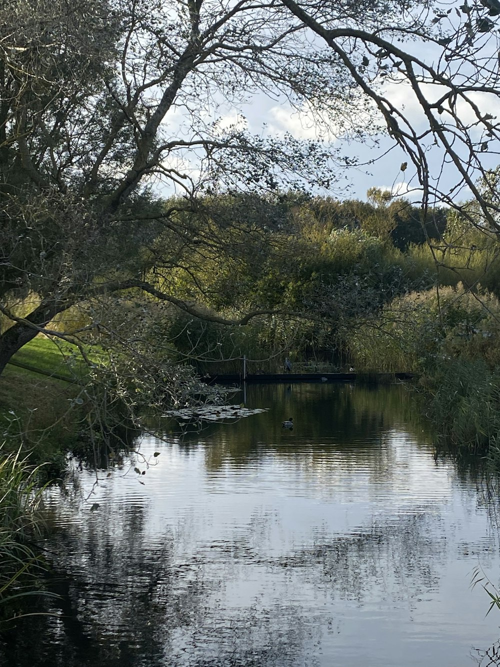 a body of water surrounded by trees and grass