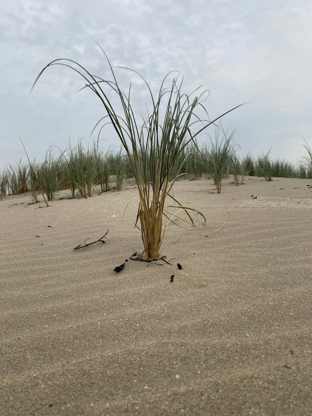 a small plant growing out of the sand