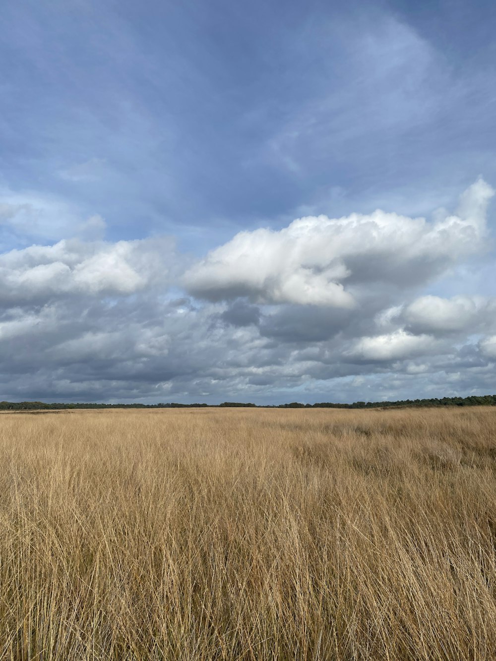un champ d’herbes hautes brunes sous un ciel bleu nuageux