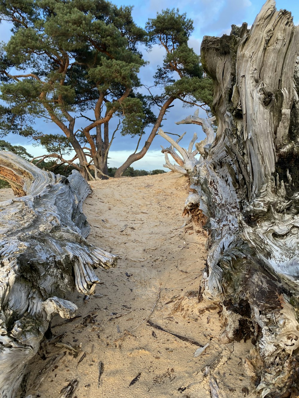 a dirt path with trees on both sides of it