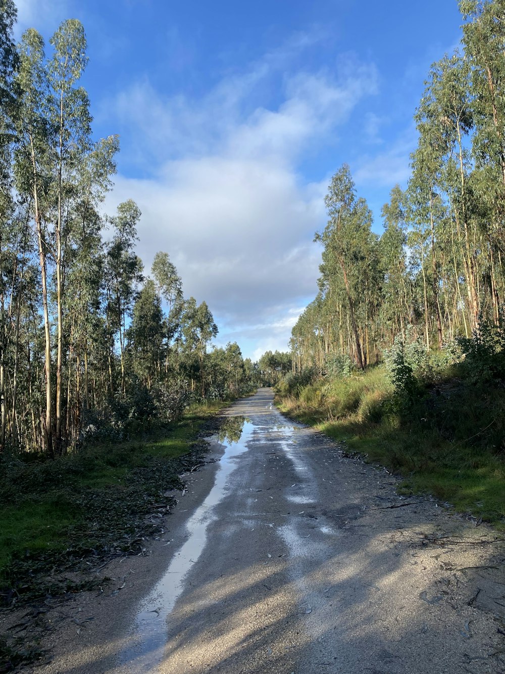 a dirt road in the middle of a forest