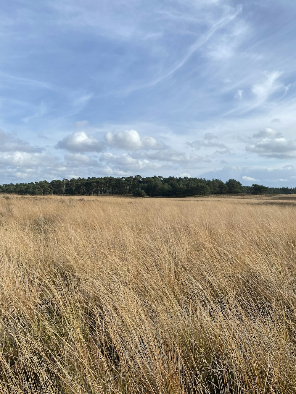 a field of tall dry grass with trees in the background