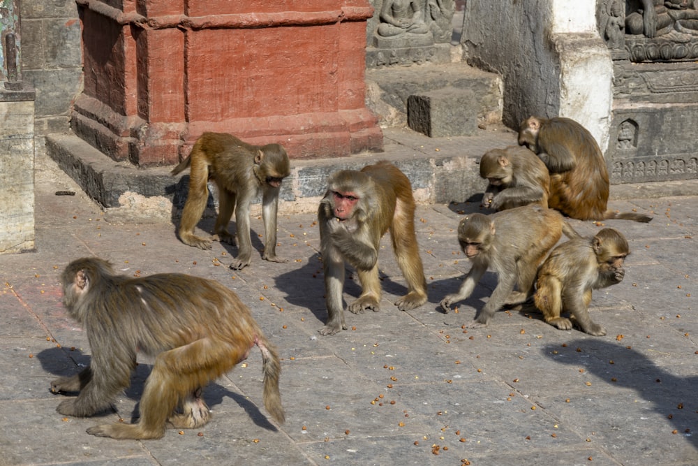 um grupo de macacos sentados no chão