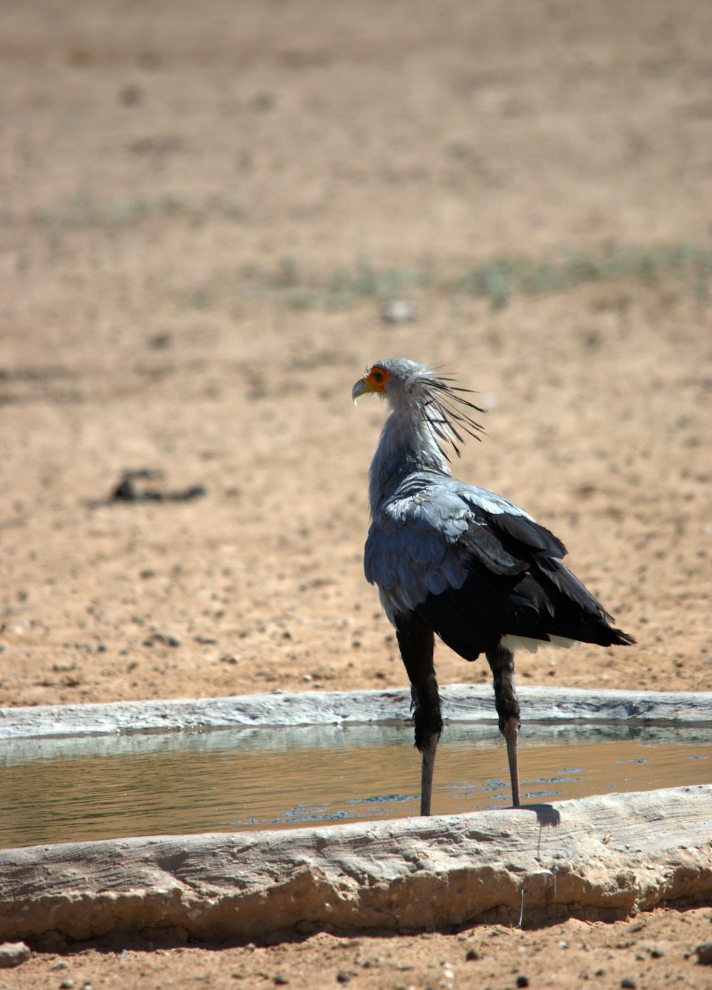 a bird is standing on the edge of a pool of water