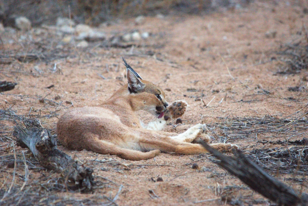a brown and white animal laying on top of a dirt field
