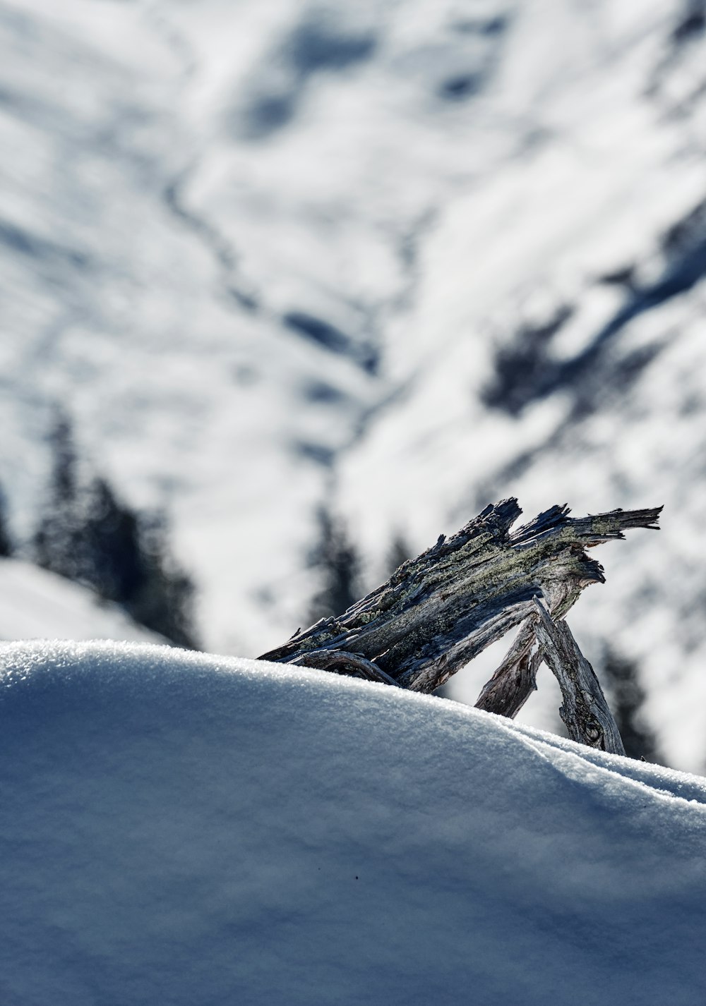 a piece of wood sticking out of the snow