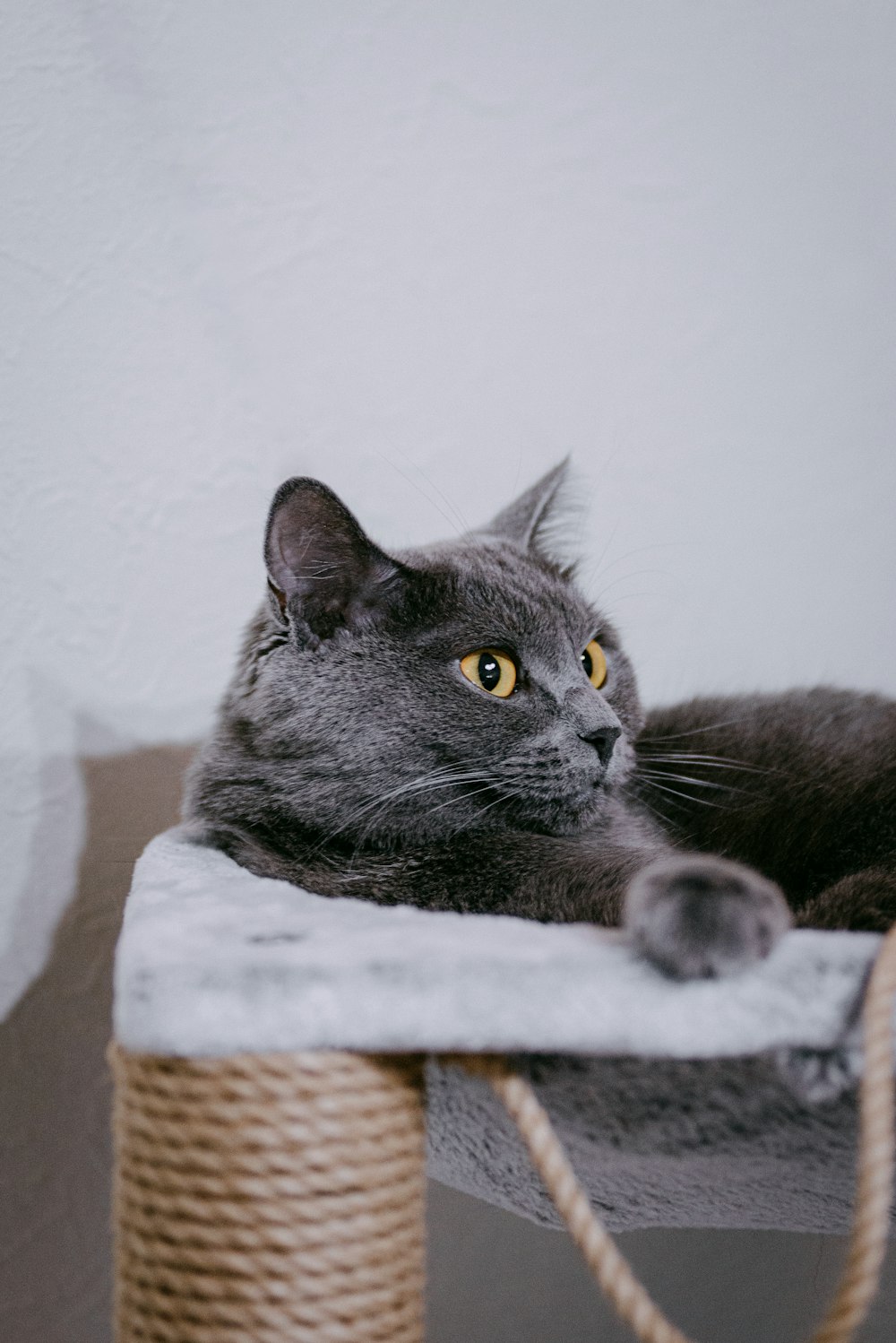a gray cat laying on top of a scratching post