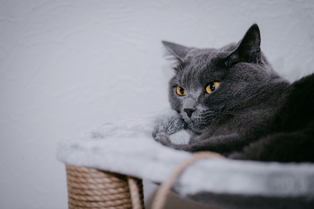 a gray cat laying on top of a basket