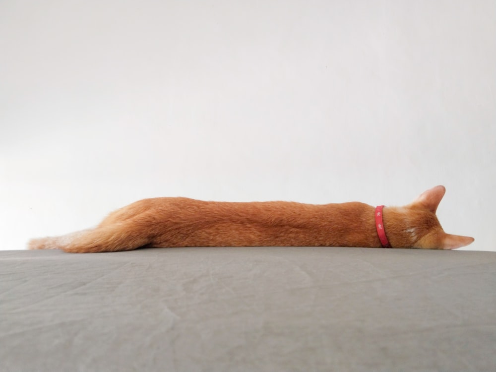 an orange cat laying on top of a bed