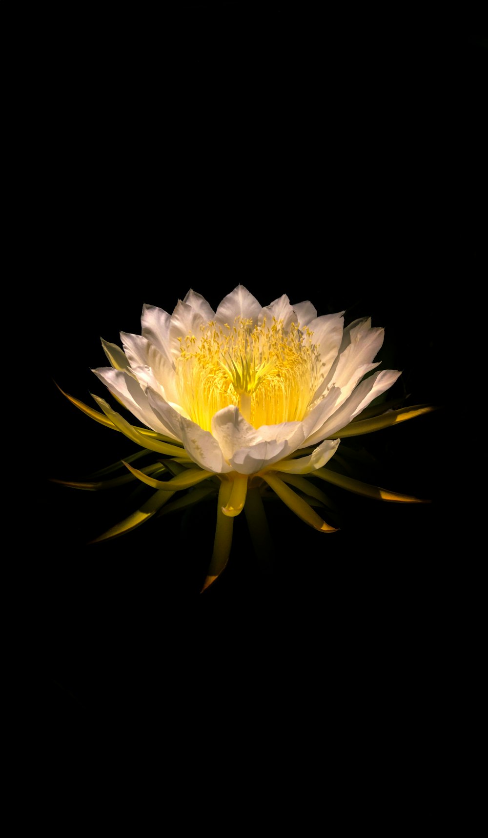 a white and yellow water lily on a black background