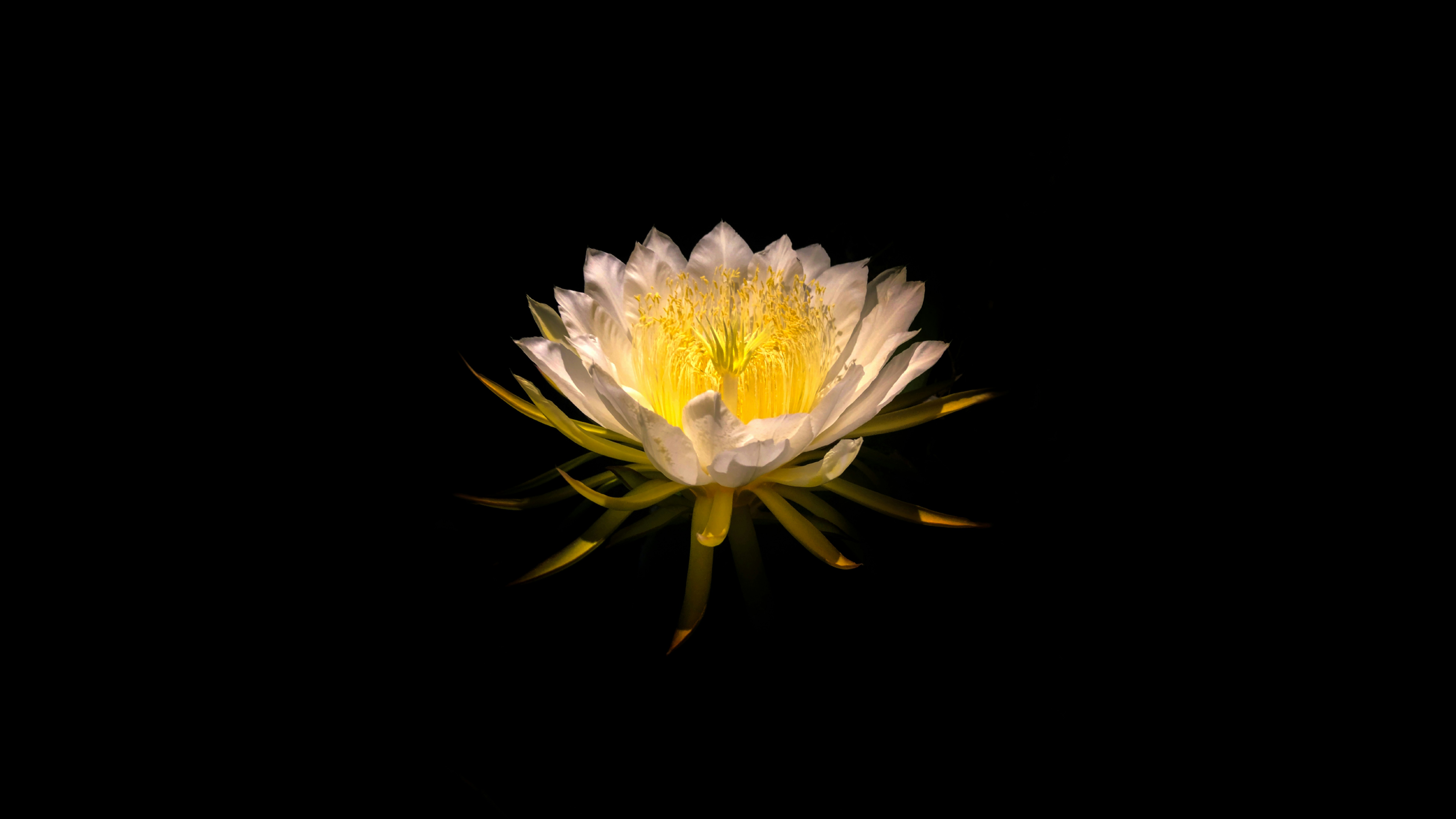 a white and yellow flower on a black background